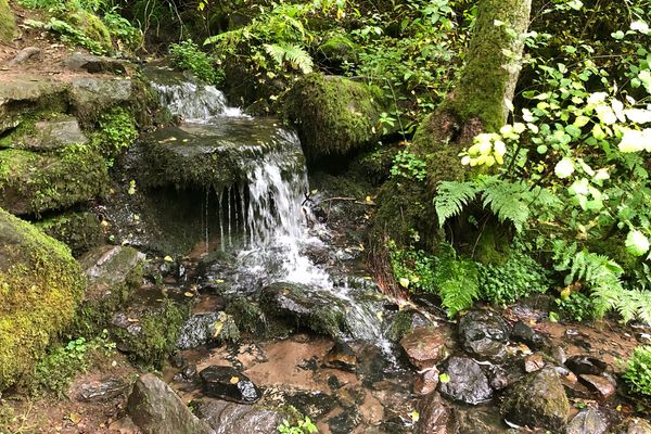 Ein kleiner Wasserfall, der über bemooste Basaltsteine in einem Waldgebiet läuft.