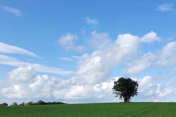 Weite Feldlandschaft zwischen Schafwedel und Schostorf mit markanten Einzelbäumen und freiem Blick über die Umgebung.