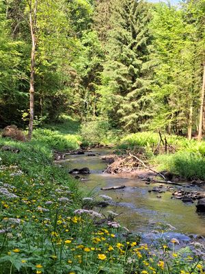 Der Perlbach fließt durch einen sonnigen Wald. Beidseitig ist das Ufer dicht mit Gräsern bewachsen. Im Vordergrund blühen gelbe und weiße Blumen am Bachufer.