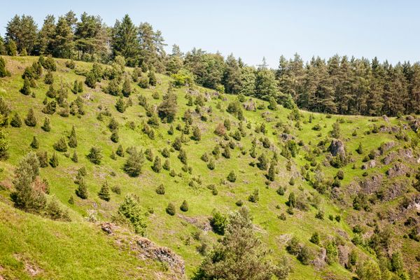 Kleine Wachholdersträuche wachsen auf einer grünen Hanglage, die mit Felsen zerklüftet sind.