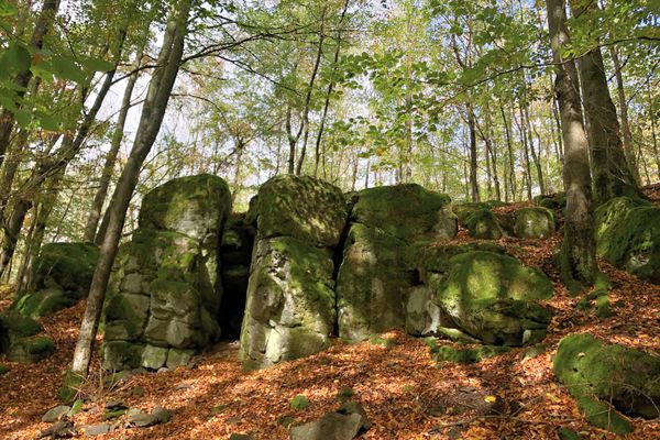 Mächtig türmen sich inmitten des Buchenwaldes die Basaltfelsen des Geotopes Felsenruhe bei Herbstein auf. Deutlich heben sich die grau-schwarzen Basaltriesen vom belaubten Waldboden und den Stämmen der grünlaubigen Buchen ab.