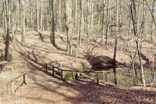 Ein sonniger Waldpfad mit Geländer führt an der Nixenquelle vorbei zur Sängershöhe in der Heideregion Uelzen – ideal für Wanderer und Naturfreunde.