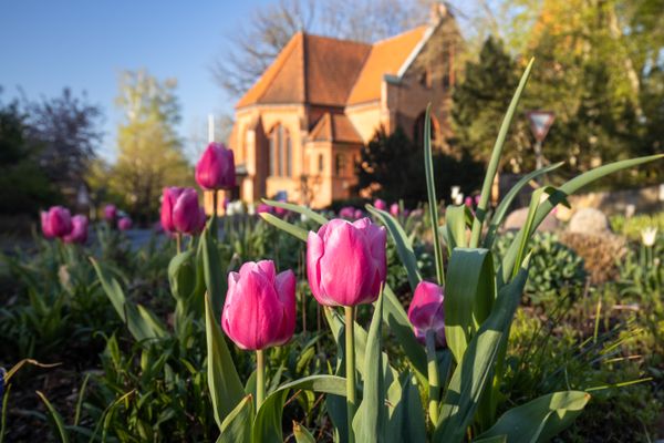 Pinke Tulpen im Vordergrund, Kirche unscharf im Hintergrund