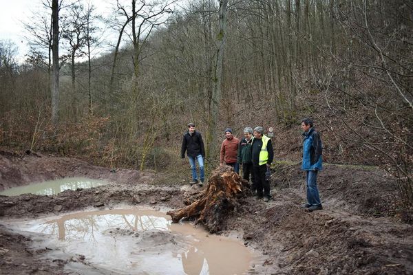 neu angelegtes Feuchtbiotope bei Krum