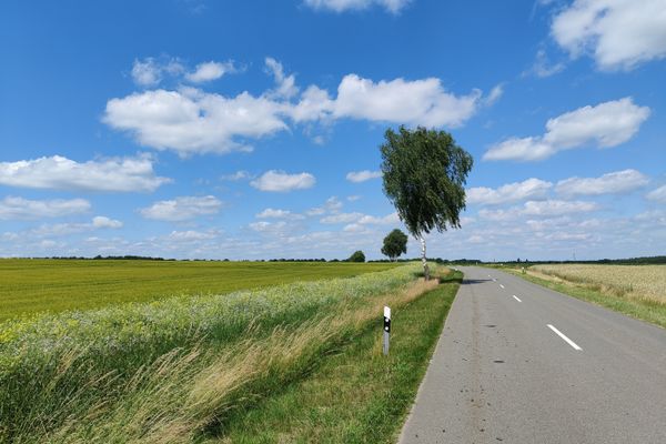 Gerade Landstraße mit Leitpfosten am Rand, links blühender Ackersenf und Getreidefelder, einzelne Birke am Straßenrand, weiter Himmel mit lockeren Wolken.