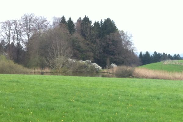 Weiher beim Wieser