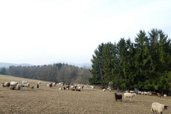 Schafweide in Ober-Beerbach