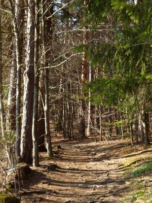 Waldweg