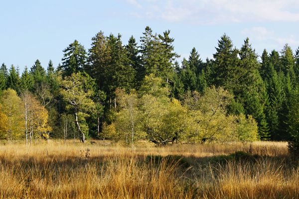 Über niedrige Gräser mit ihren Fruchständen hinweg geht der Blick über steppenähnliches Gras hin zu einer Gruppe von Birken und dahinter Laubbäumen und Nadelgehölz. Der Herbst hält langsam Einzug, die ersten Blätter haben sich gelb verfärbt.