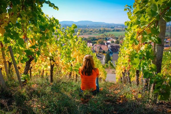 Weinberge in Ziegelanger