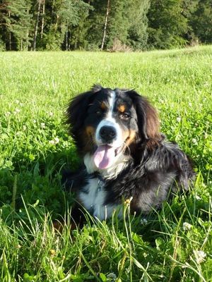 Hund