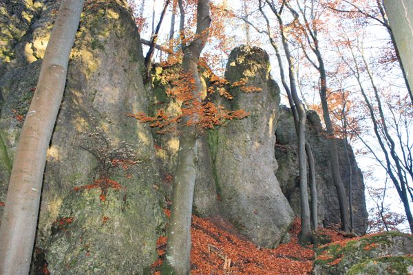 Blick auf eine Felswand im Herbstwald