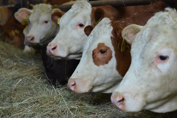Simmentaler Rinder im Laufstall