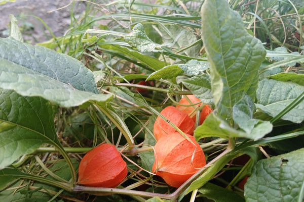 Physalis