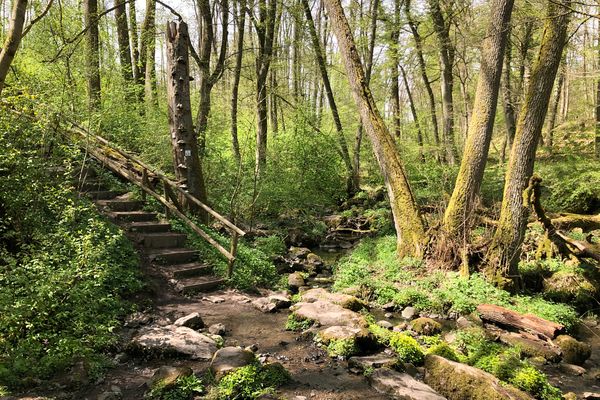 Ein Wasserlauf, der über bemooste Basaltsteine in einem Waldgebiet läuft. Im Hintergrund ist ein Holztreppe zu sehen, die bergauf führt. Der Weg von dort aus führt über die Steine durch den Wasserlauf.