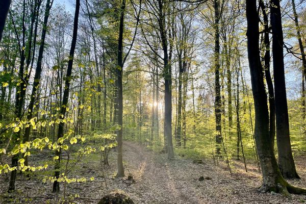 Waldgebiet Rießel im Frühjahr