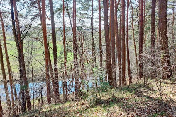 Kiefernwald bei Bruchtorf mit Blick auf die Ilmenau – eine malerische Landschaft entlang der Rad- und Wanderwege in der Heideregion Uelzen.