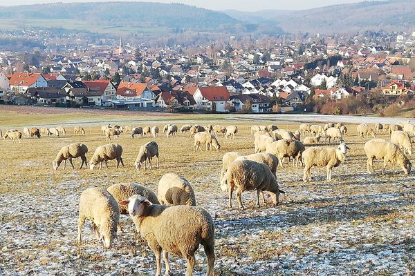 Blick auf Michelstadt mit Schafherde