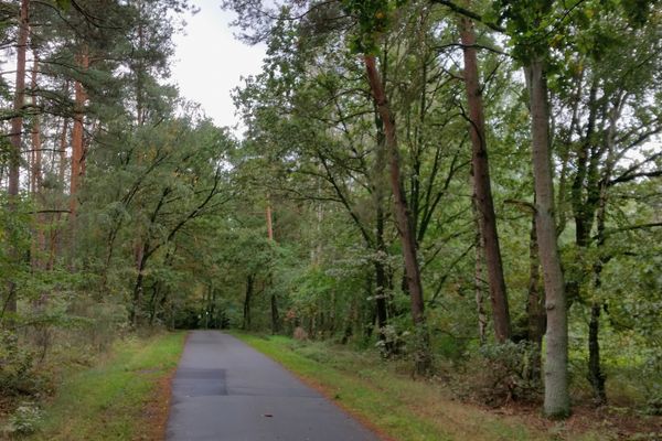 Waldweg durch ein dicht bewachsenes Waldgebiet bei Kroetzmühle.