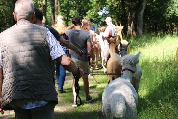 Wandern mit Alpakas über einen Weg durch einen Wald mit viel grün