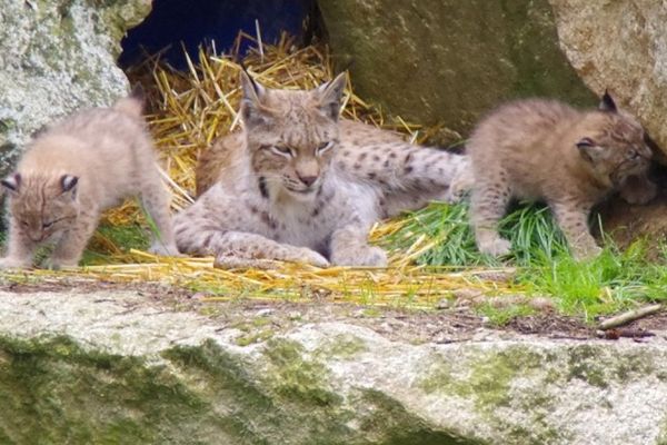 Luchs-Familie im Wildpark Mehlmeisel