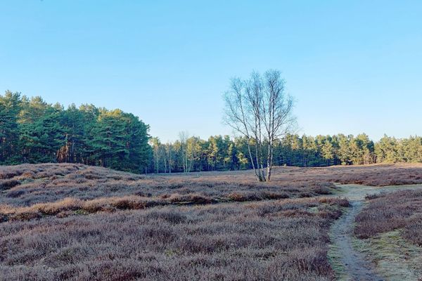 Blick auf die Klein Bünstorfer Heide bei Bad Bevensen im Frühjahr. Die Heidefläche mit ihren Hügeln und Kiefern gehört zu den größten bronzezeitlichen Hügelgräberfeldern der Lüneburger Heide. Ein beliebtes Ausflugsziel zur Heideblüte und für Wanderungen rund um den Lönsstein.