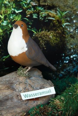 Wasseramsel