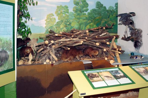 Mehrere Biberfiguren kann man unter und neben dem Biberbau, einem Nest aus Ästen, betrachten.