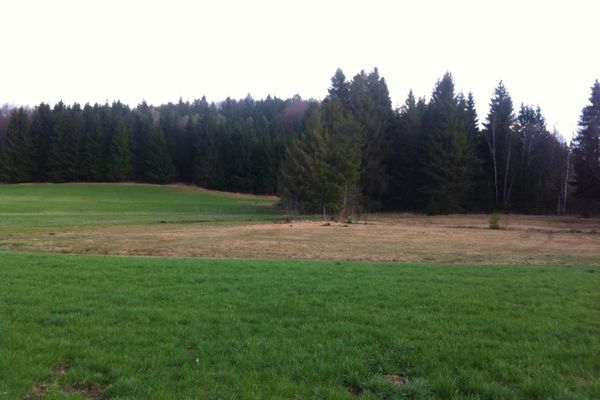 Der Betrachter blickt über eine Wiese hin zum Filzgebiet und dem dahinter anschließenden dichten Wald.