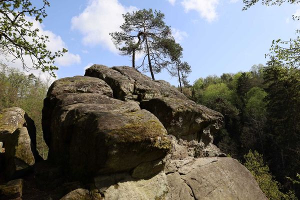 Direkt hinter wuchtigem Felsgestein, das umgeben ist von Mischwald, ragen drei hohe Bäume empor.
