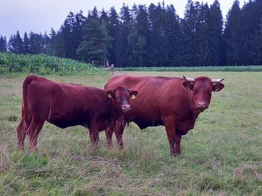 Auf dem Bild ist das Rote Höhenvieh auf einer Wiese stehend zu sehen.