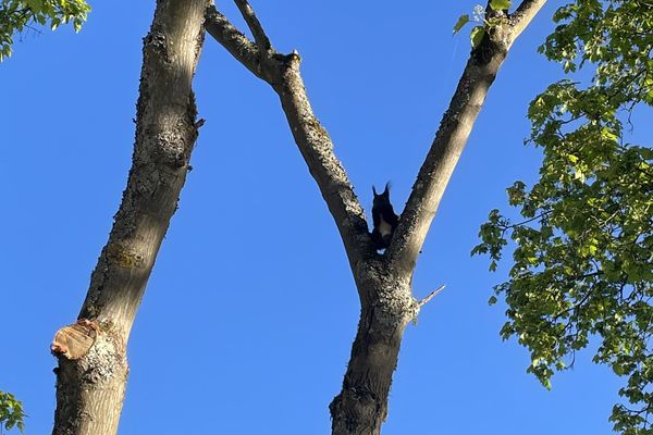 Eichhörnchen