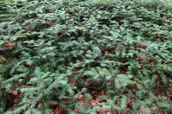 Mit dem Bezug von Fördermitteln für das klimangepasste Waldmanagement ist die Einhaltung verschiedener Kriterien verbunden. Eines davon lautet: Die Naturverjüngung klimaresilienter Hauptbaumarten hat Vorrang vor Kunstverjüngung.