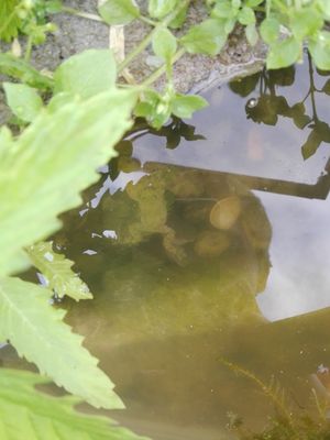Gelbbauchunken bei der Paarung