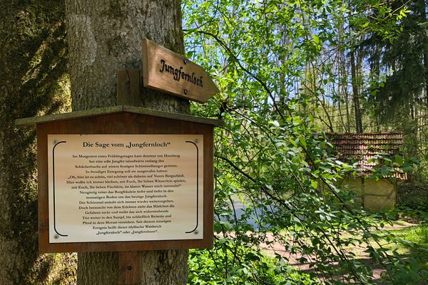 Ein Schild zur Sage vom Jungfernloch an einem Baumstamm sowie ein Wegweiser zum Jungfernloch. Hier die Sage: Im Morgenrot eines Frühlingstages kam dereinst von Homberg her eine edle Jungfer talaufwärts entlang des Schächerbachs auf einem feurigen Schimmelhengst geritten. In freudiger Erregung soll sie ausgerufen haben: Oh,  hier ist es schön, viel schöner als daheim auf Vaters Bergschloss. Hier wollte ich immer bleiben, mit Euch, Ihr lieben Wässerlein spielen, mit Euch, Ihr lieben Fischlein, im klaren Wasser mich tummeln! Neugierig reitet das Burgfäulein tiefer und tiefer in den morastigen Boden um das heutige Jungfernloch. Der Schimmerl sträubgt sich immer wieder weiterzugehen. Doch berauscht von dem Erlebten sieht das Mädchen die Gefahren nicht und treibt das sich widerstrebende Tier weiter in den Sumpf, bis schließlich Reiterin und Pferd im Morast versinken. Seit diesem traurigen Ereignis heißt dieser idyllische Waldteich Jungfernloch oder Jungfernborn.