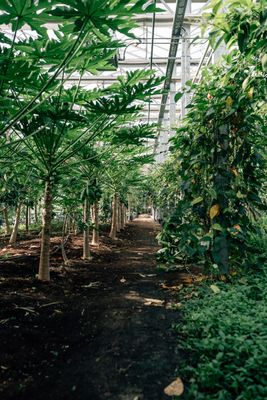 Tropenhaus "Klein Eden"