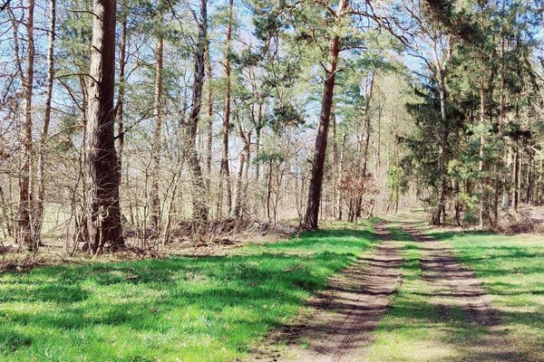Ein naturbelassener Waldweg nahe Bruchtorf im Landkreis Uelzen, eingerahmt von Kiefern und frischem Frühlingsgrün. Ideal zum Wandern und Radfahren in der Heideregion.