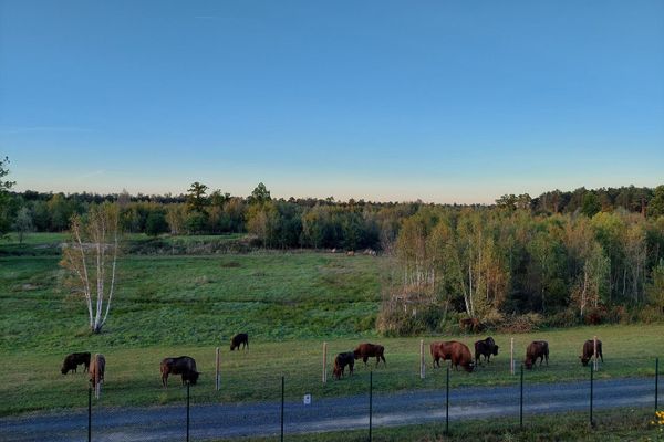 Wisentwald