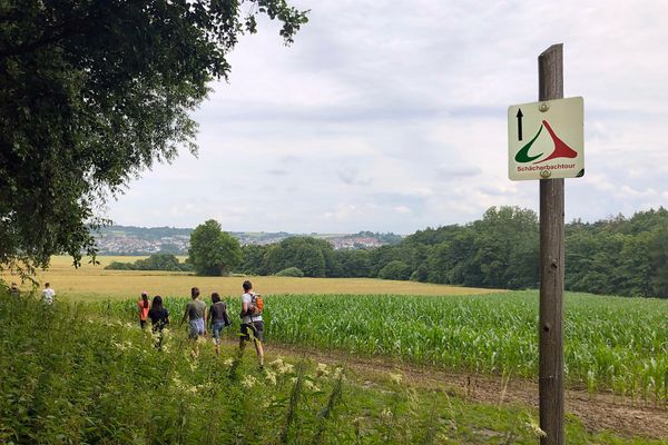 Eine kleine Gruppe Wanderer läuft entlang eines Maisfeldes durch die Wiesen. Im Hintergrund ist auf einem Höhenzug Homberg (Ohm) zu sehen. Im Vordergrund steht rechts ein Holzpfosten mit der Wegemarkierung der Schächerbachtour.