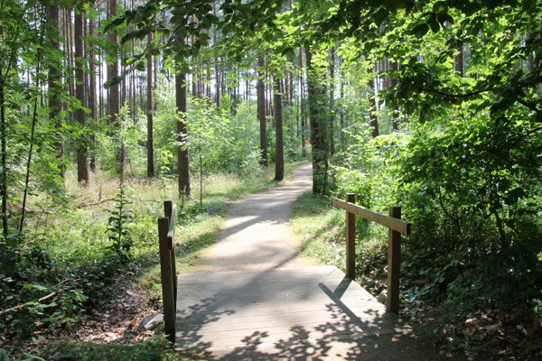 Waldweg am Rollstuhlwanderweg
