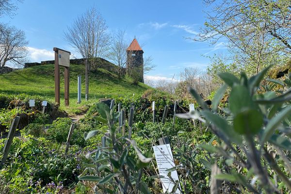 Ein kleiner Schotterweg, gesäumt von Basaltsteinen, führt durch ein Kräuterbeet. Auf vier Parzellen sind allerlei Pflanzen mit weißen Schildern zu sehen. Eine Schautafel steht dahinter. Weiter hinten sind Bäume auf einer hanglagigen Wiese zu sehen, dahinter ist ein Bergfried mit rot eingedecktem Dach und Mauer ringsum.