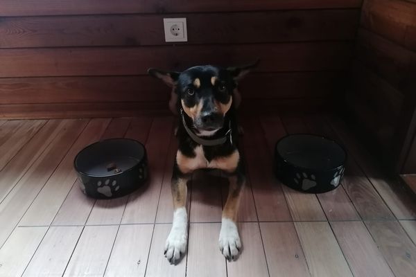 Keramik FutternÃ¤pfe und Futterunterlagen - Die kleine GasthÃ¼ndin weiÃ gerade nicht, was sie dazwischen soll. :D