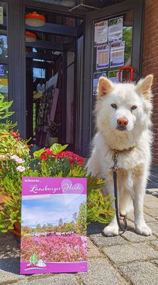 Eingangsbereich des Hauses des Gastes in Hösseringen, Heide-Lapphund Yari begrüßt die Gäste mit der aktuellen Imagebroschüre