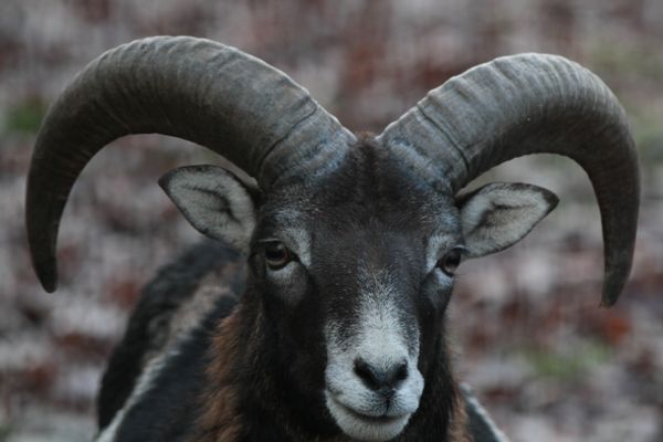 Wildpark Schweinfurt, Muffelwild