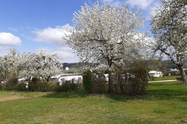 Campingplatz Bergesruh Kirschblüte