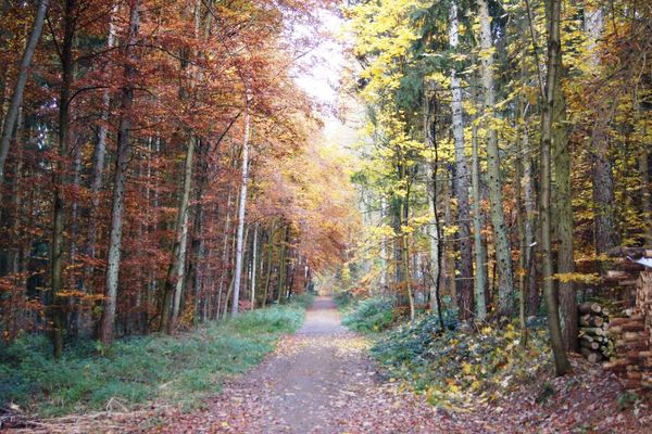 Ein Wanderweg führt durch den herbstlich bunten Laubwald.