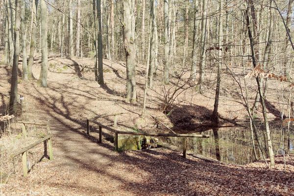 Ein sonniger Waldpfad mit Geländer führt an der Nixenquelle vorbei zur Sängershöhe in der Heideregion Uelzen – ideal für Wanderer und Naturfreunde.