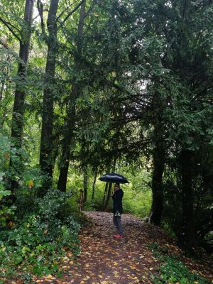 Regnerische Waldtage